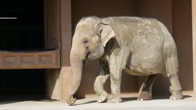 Một con gấu túi (Koala)