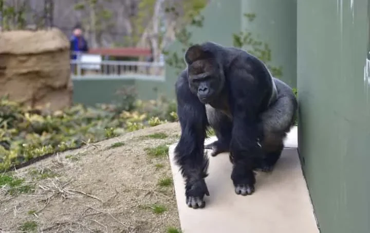 Hình ảnh một con voi trong sở thú