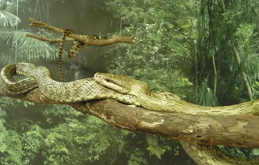 Một hang động ở Okinawa World