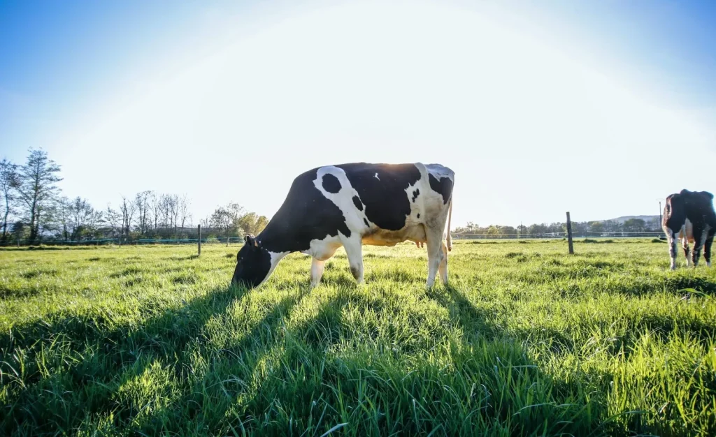 Một món ăn ngon của Hokkaido