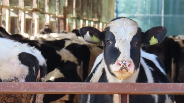 Hình ảnh các loại sữa tươi