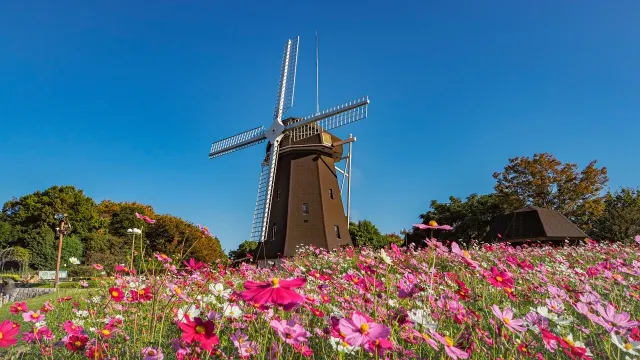 Cảnh quan lá đỏ ở Osaka