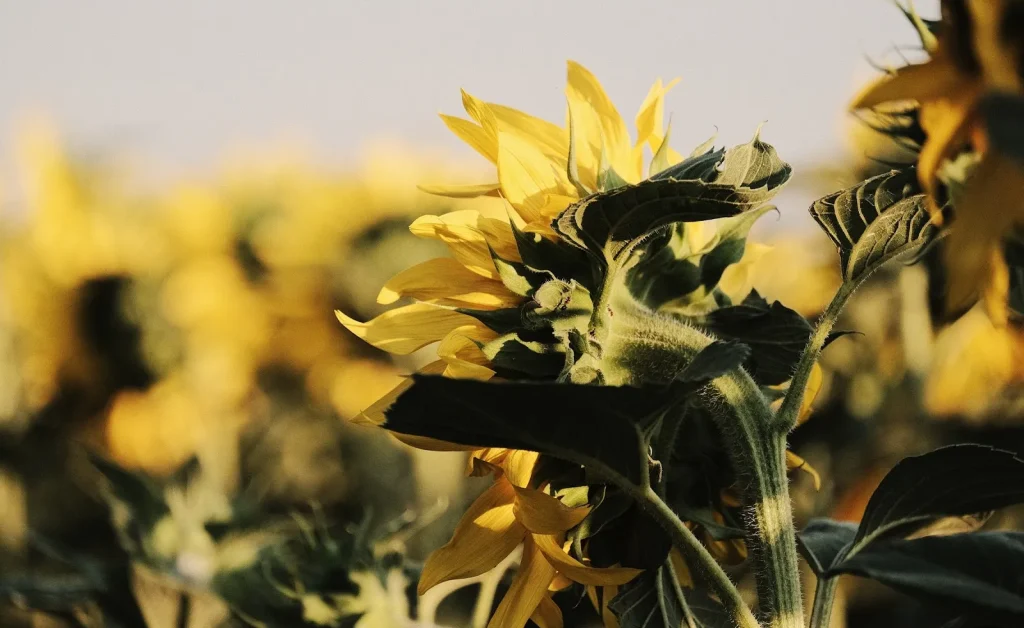 Hình ảnh tự động hóa trong nhà máy