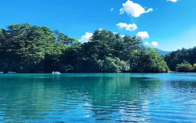 Một khu rừng tươi tốt vào mùa hè