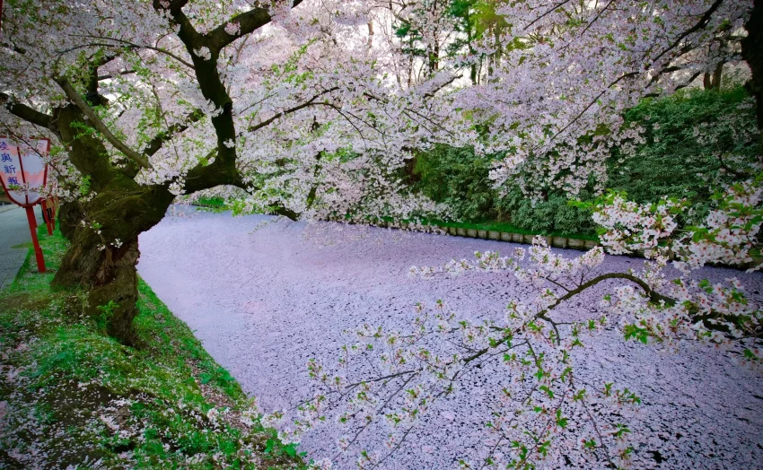 Cảnh quan hoa anh đào nở rộ