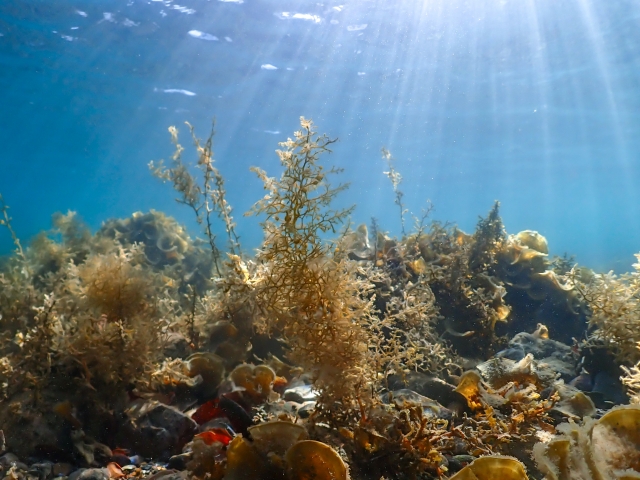 Các loại rong biển Nhật Bản